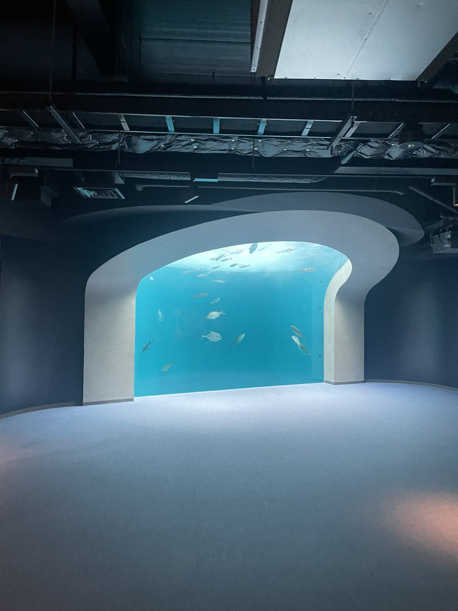Sleepwalk_zzz's tweet image. 四国水族館に行ってきた
内装は全体的に落ち着きがあるから美術館みたい。解説もかなり凝ってるからじっくりと楽しめた!!あと魅せ方が良き!!光の入れ方がガチで素晴らしい あとアザラシかわいい