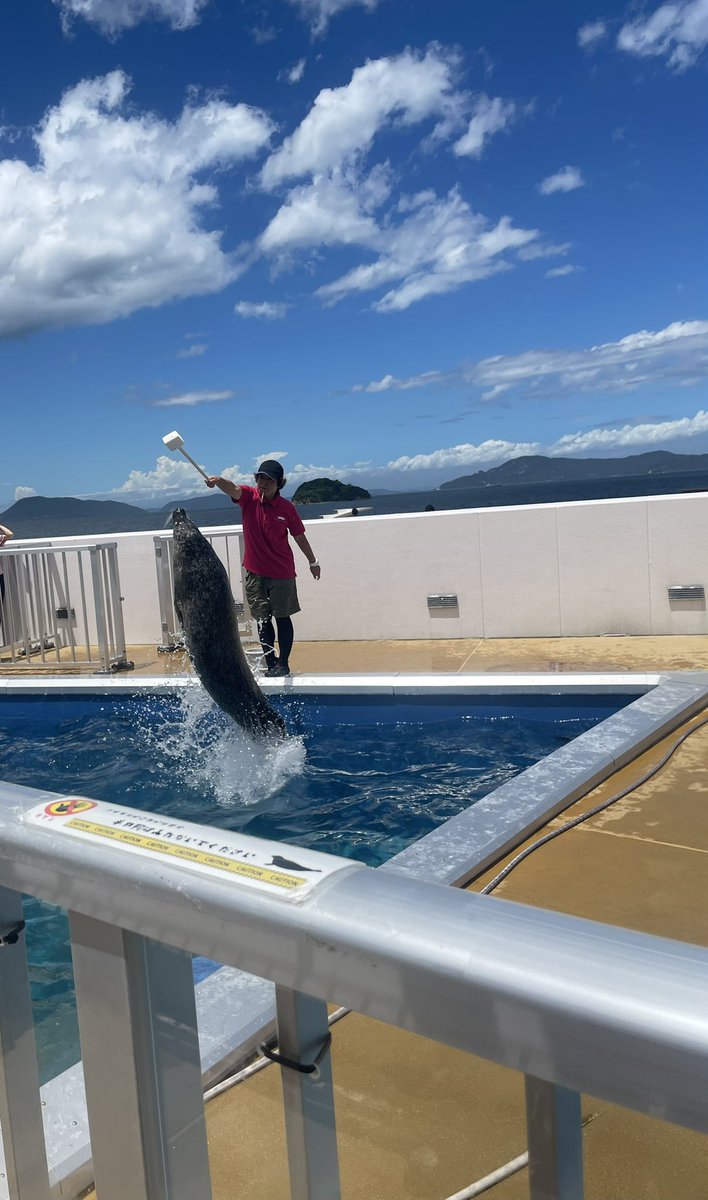 Sleepwalk_zzz's tweet image. 四国水族館に行ってきた
内装は全体的に落ち着きがあるから美術館みたい。解説もかなり凝ってるからじっくりと楽しめた!!あと魅せ方が良き!!光の入れ方がガチで素晴らしい あとアザラシかわいい