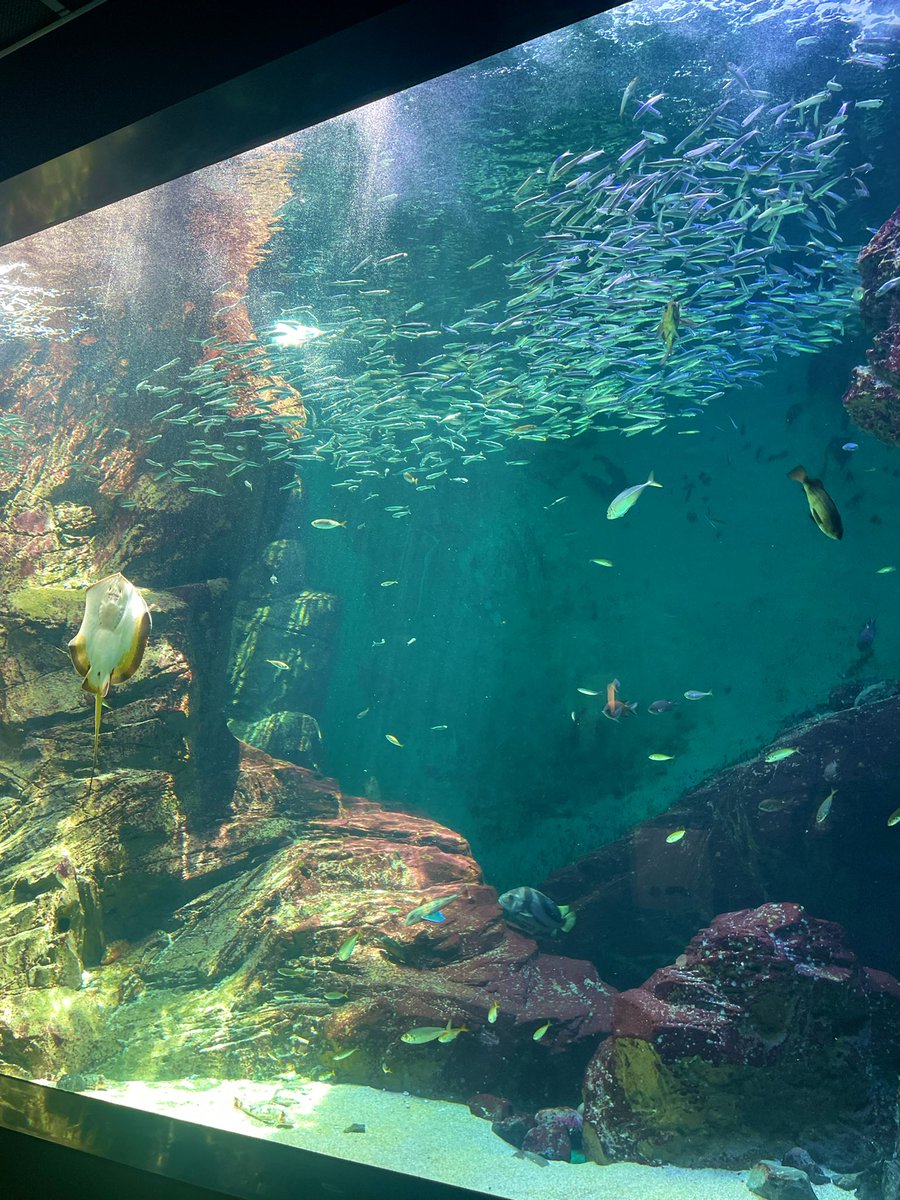 Sleepwalk_zzz's tweet image. 四国水族館に行ってきた
内装は全体的に落ち着きがあるから美術館みたい。解説もかなり凝ってるからじっくりと楽しめた!!あと魅せ方が良き!!光の入れ方がガチで素晴らしい あとアザラシかわいい