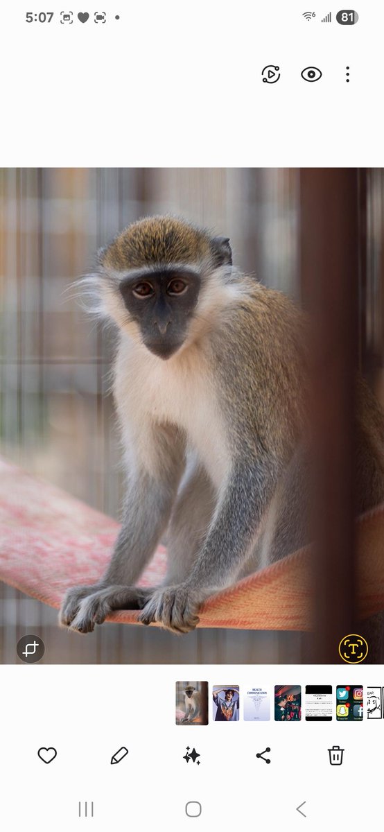 moon_teeth_bst's tweet image. Sooo for hyun's birthday I "adopted" a monkey from a sanctuary in his name....and got to tell him!! #XLOV #HYUN