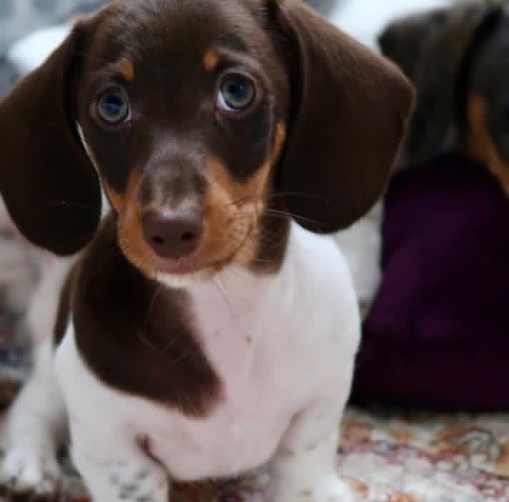 1MorganaElena's tweet photo. Doberman mixed with Rottweiler puppies for sale, 7 weeks old received their first vaccination. Father full breed Rottweiler mother Doberman mixed with Rottweiler. Cost: $20,000 JMD#. #Dachshund
#doxiesoftwitter#dachshundsoftheday #minidacshunds #longhaireddacshunds #shorthaired https://t.co/hj2y5S1E8s