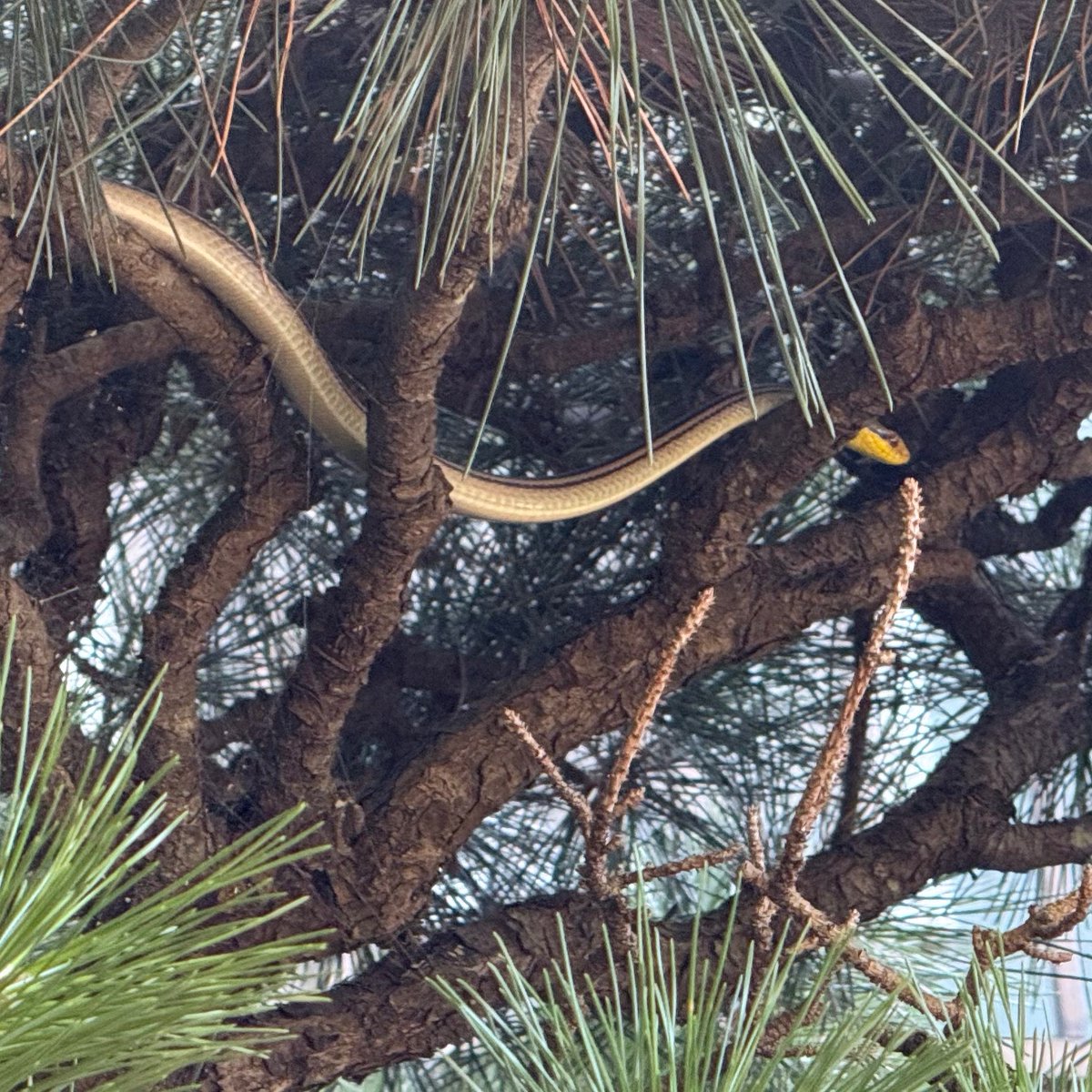 Dice_Carver's tweet image. a snake slithering through the branches outside a house I visited today. No idea what kind but we kept our distance when passing up the stairs beside the tree.

#treetop #snake #shonan #Japan