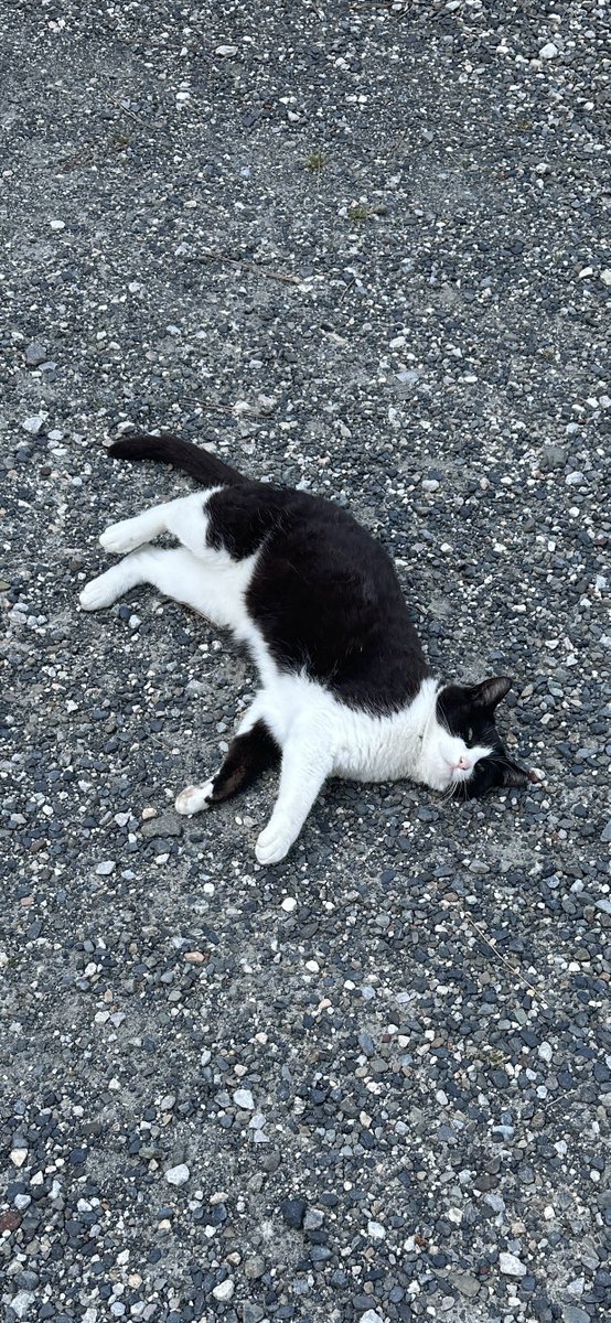 Bubi_Hartmann_'s tweet image. 【番外編】スカした顔のにゃんころ、横転しているにゃんころ、溶けるにゃんころ、気持ちいい顔のにゃんころ。
