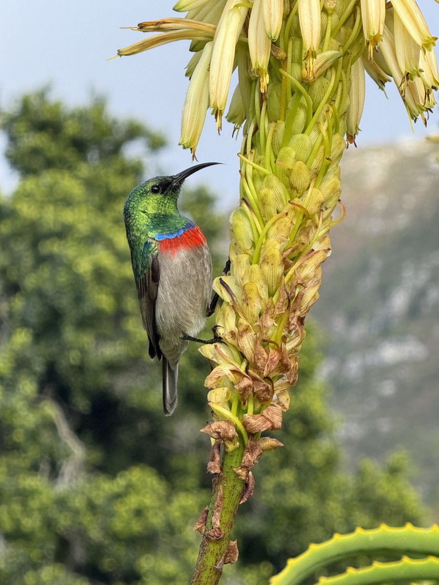 JudeStevens's tweet image. Lucky shot of this double-collared sunbird. Patience 😁 #birds #nature
