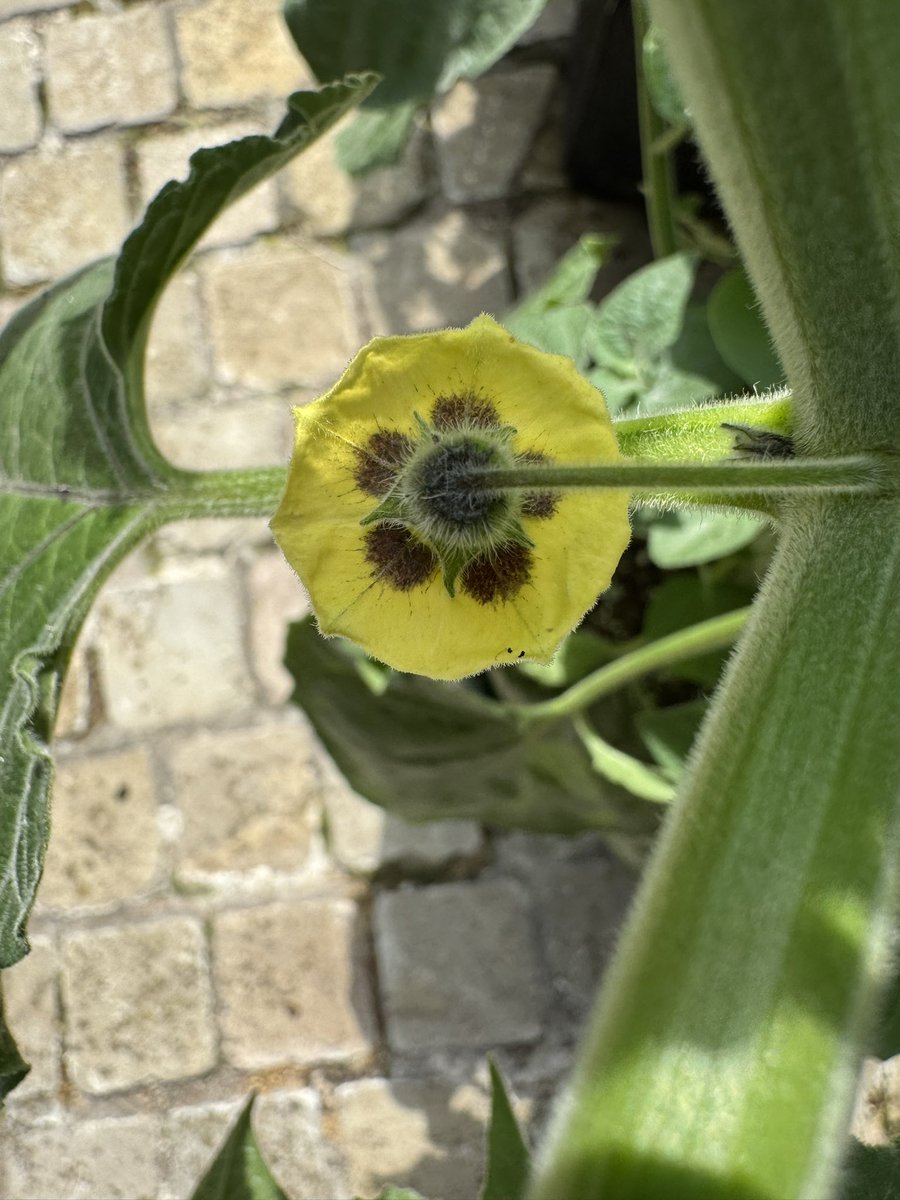 Valiotoro's tweet image. FBA2601 
entered flower mode, hehe, time for the show!😎