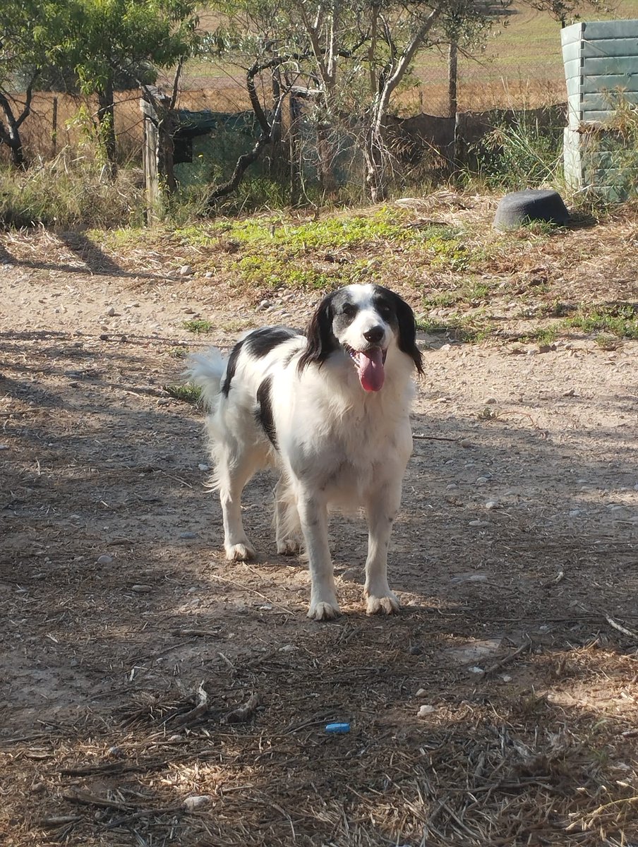 🌼🥰🌞 El nostre Gener preciós us desitja un bon cap de setmana!!!
I recordeu... Adoptar és la millor opció! 🙌