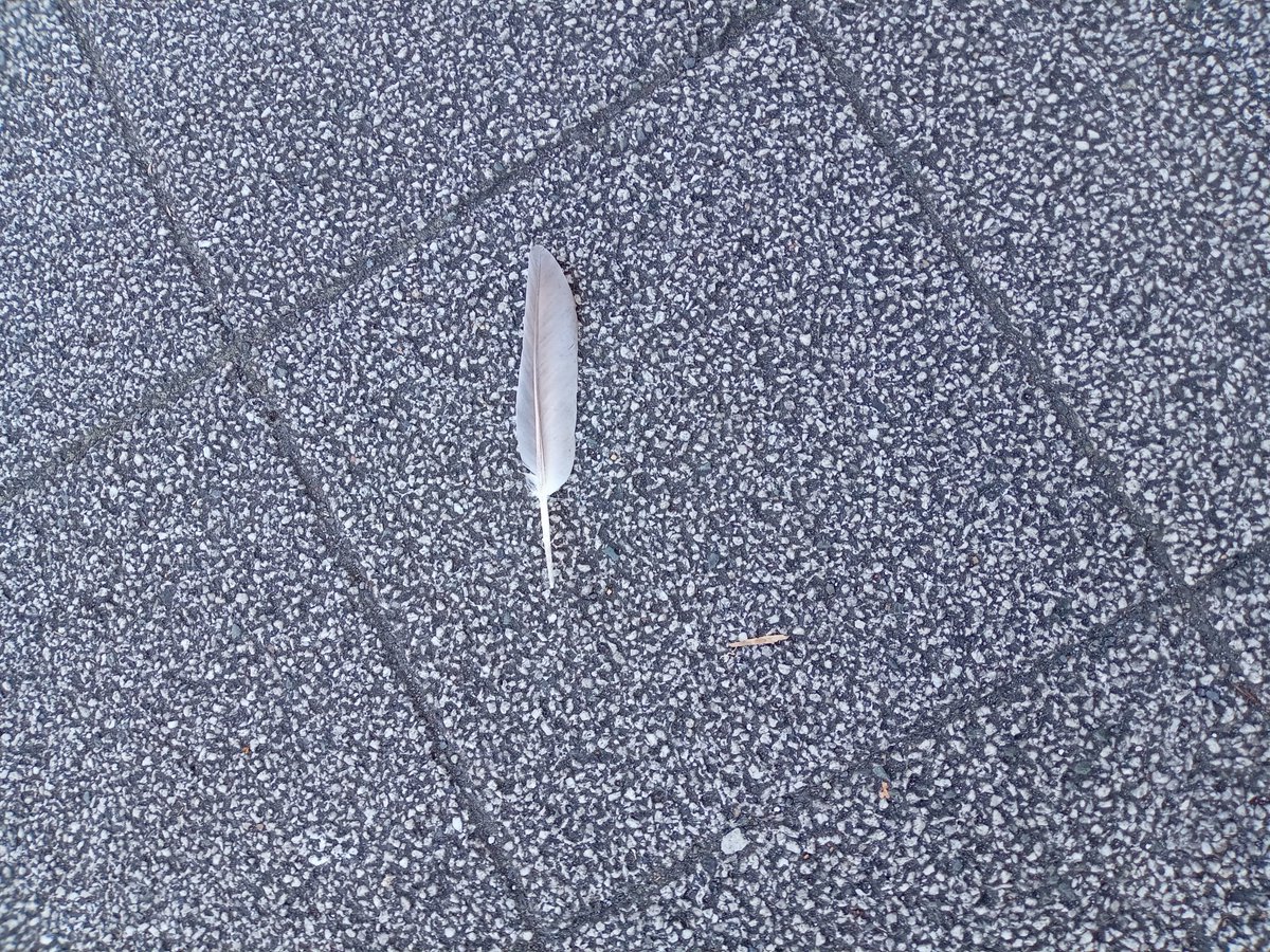 個別面談ﾃﾞｼﾀ。

8月1日から仕事復帰ﾃﾞｽ！🥳

やんややんや〜。

帰りに見つけた羽🪶