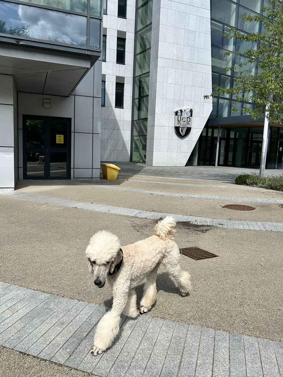 Skipped parkrun today. Went for a walk on campus instead. Swans, sunshine, and one very happy Geoffrey-Gino who skipped the Vet clinic because he feels much better now 😊