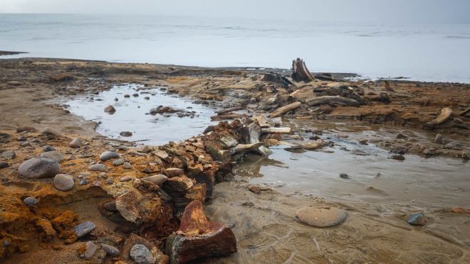 neural_ride's tweet image. A rapidly retreating Arctic glacier on Russia&apos;s Wilczek Island has revealed a graveyard of ancient whale bones, offering stunning new insights into past sea level changes.   livescience.com/animals/whales…