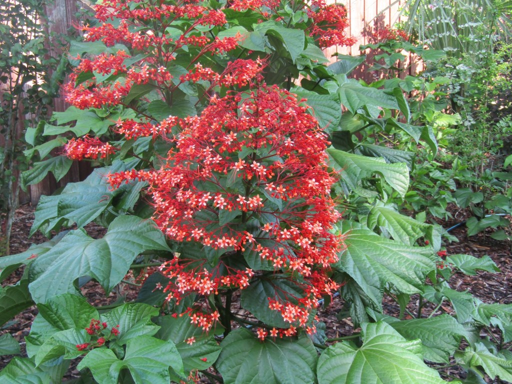 Plant Doctor: What are those tall, reddish flower spikes I see in area landscapes? trib.al/G54daw1