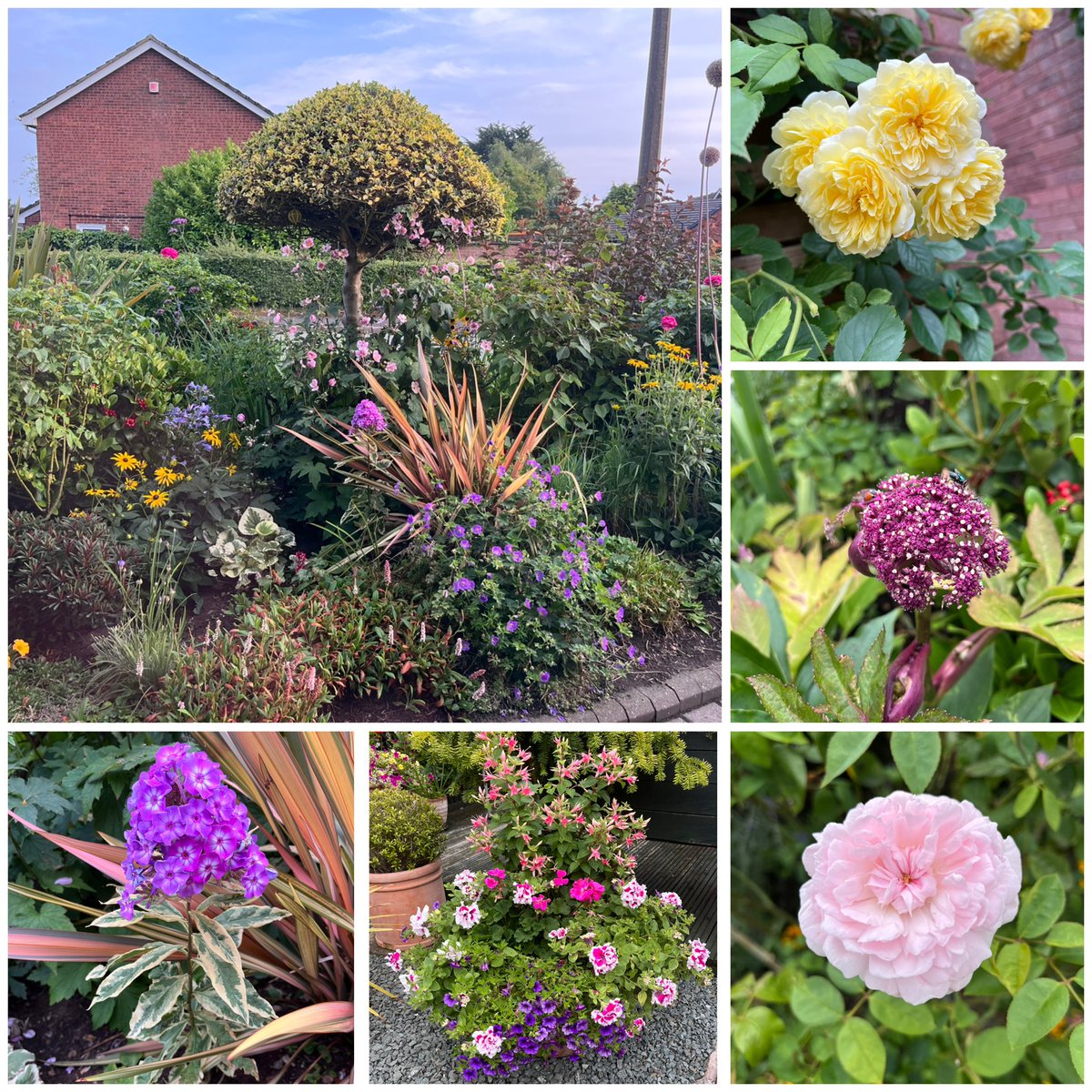 Milhart66Ken's tweet image. Good morning everyone. It’s rather dull but warm here after overnight rain. I watered the garden last evening as it was parched once again. Here’s wishing you all a great weekend. Here’s my #SixOnSaturday