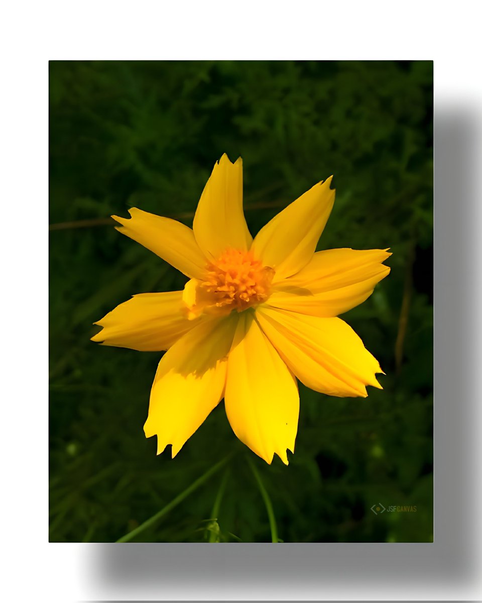 JsfCanvas's tweet photo. Yellow flowers, just like the lyrics of a love song...

#yellow #flowers #flowerphotography #photography #foryou #highlights #everyoneシ゚ https://t.co/g3dBGdSlYc