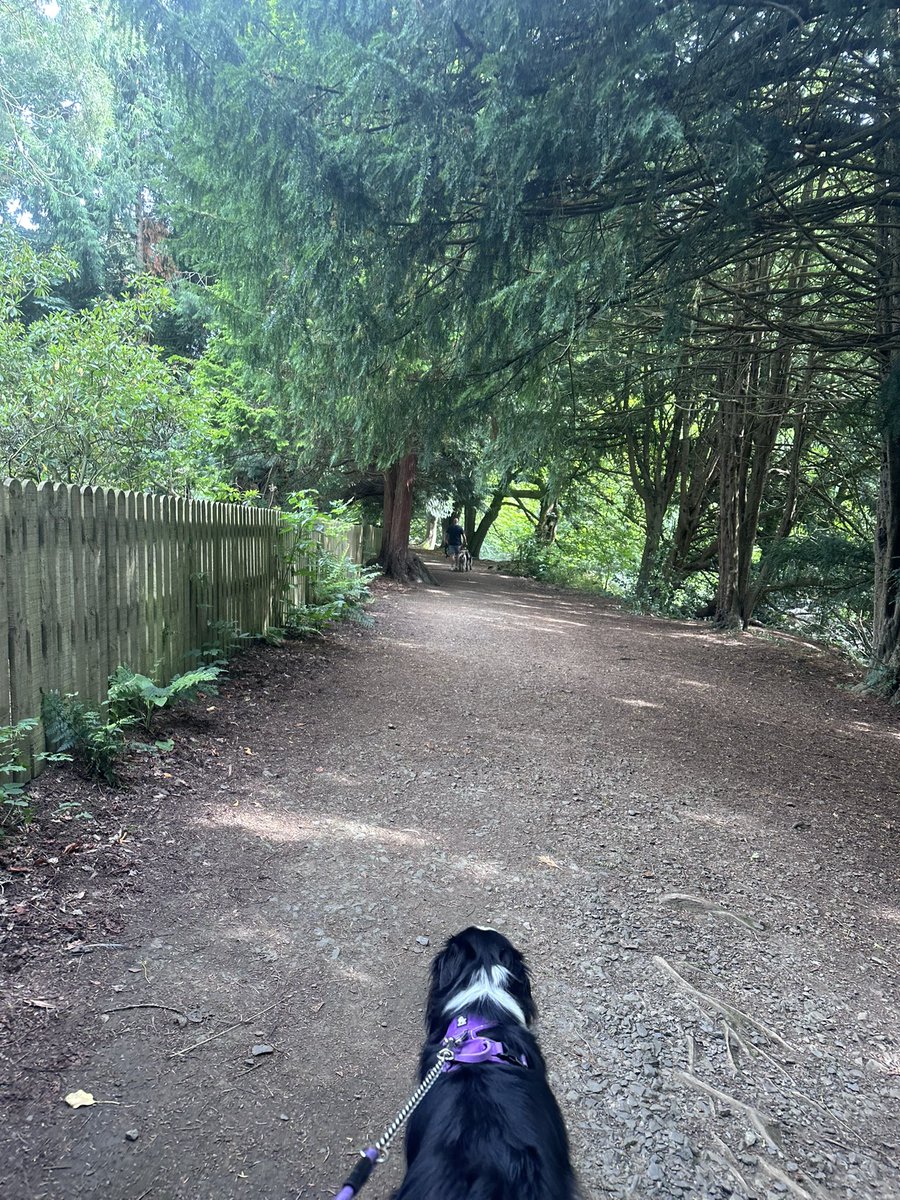 KinlochSusan's tweet image. Saturday morning country park walk ๐ด๓ ง๓ ข๓ ณ๓ ฃ๓ ด๓ ฟ๐ถ๐ณ