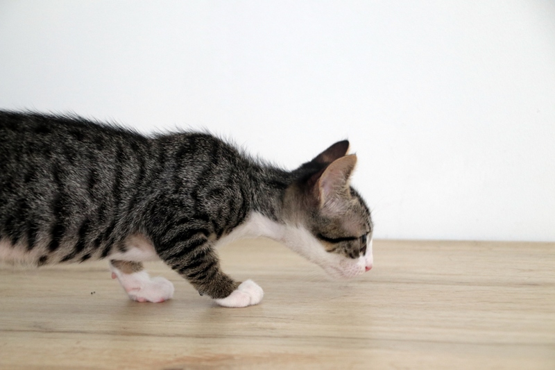 #PITU es una pitusa pardita, pero que sabe muy bien seguir el rastro de una golosina....🤭😋
adopcionesfelinasvalencia.es/gatos-en-adopc…