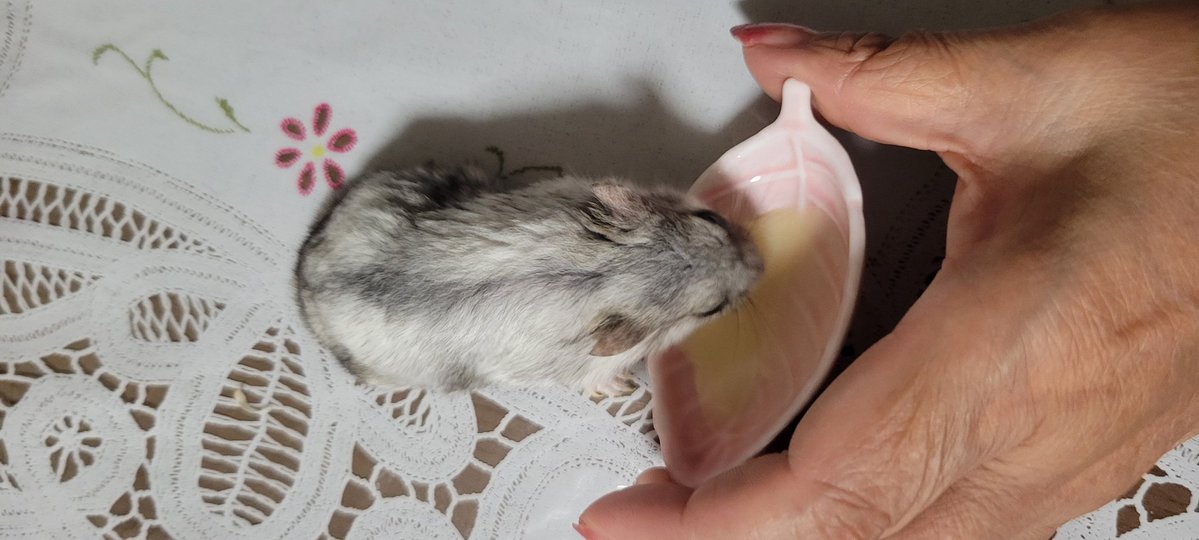 chasotarachan's tweet image. 自分のピューレをちゃんと食べて寝に行きました。可愛いからいろんな角度から撮りまくり(笑)
#ハムスター
#ハムスターのいる暮らし
#ハムスターのいる生活
#ハムスターきなこ