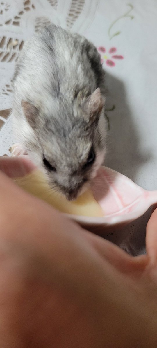 chasotarachan's tweet image. 自分のピューレをちゃんと食べて寝に行きました。可愛いからいろんな角度から撮りまくり(笑)
#ハムスター
#ハムスターのいる暮らし
#ハムスターのいる生活
#ハムスターきなこ