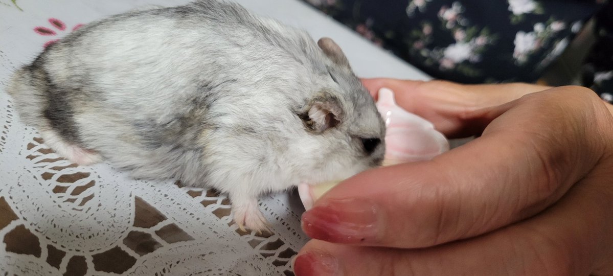 chasotarachan's tweet image. 自分のピューレをちゃんと食べて寝に行きました。可愛いからいろんな角度から撮りまくり(笑)
#ハムスター
#ハムスターのいる暮らし
#ハムスターのいる生活
#ハムスターきなこ