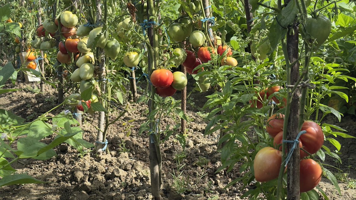 Paradajz lijepo rodio 🍅🍅🍅🍅