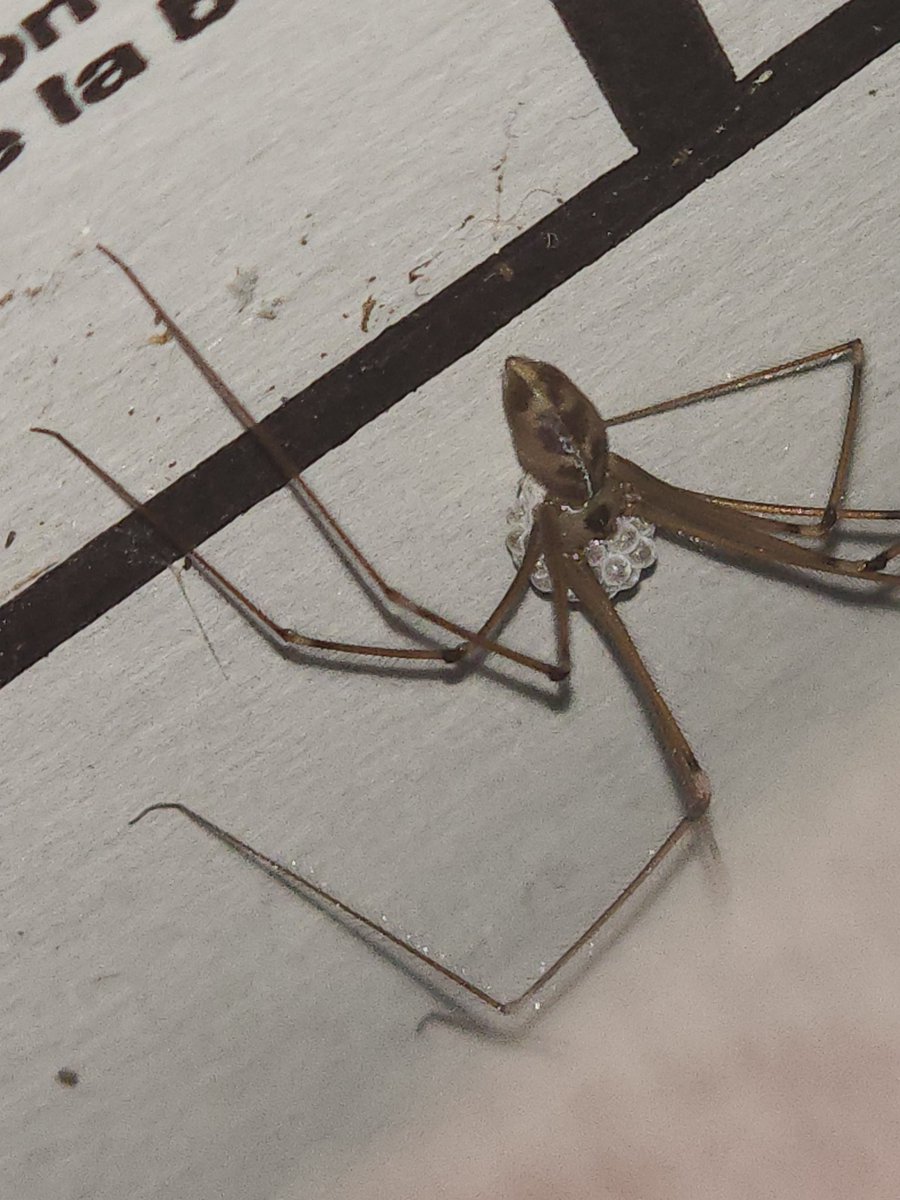 Tigershark3082's tweet image. Something kinda neat I saw in my garage a few days ago: a Cellar Spider with her egg sack, just chillin on the wall