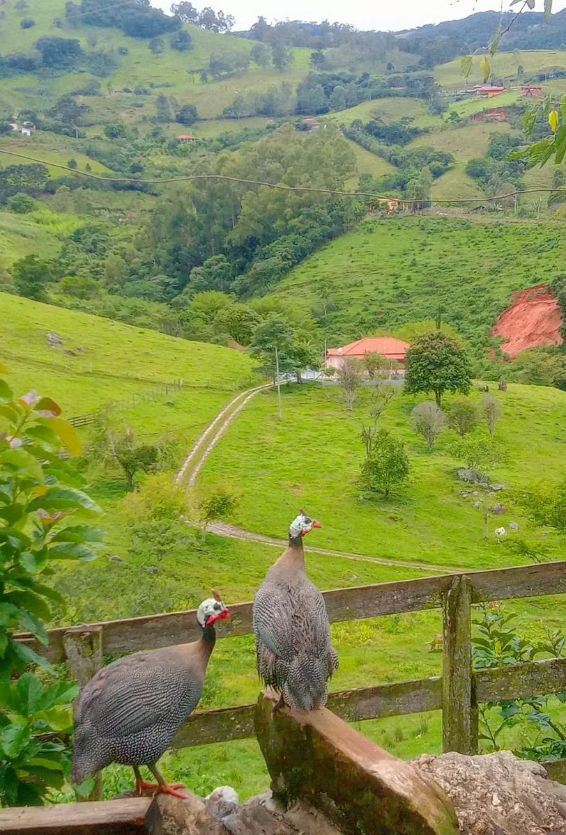 Viviifernande's tweet image. Bom dia 🏡🍃
Delfim Moreira, MG.
📸Adriano Henrique