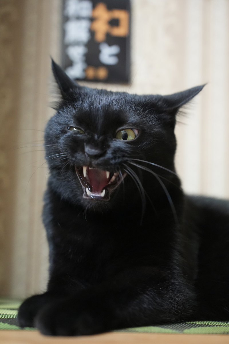 くろねこ 黒猫つくねちゃん太しっぽ on X: