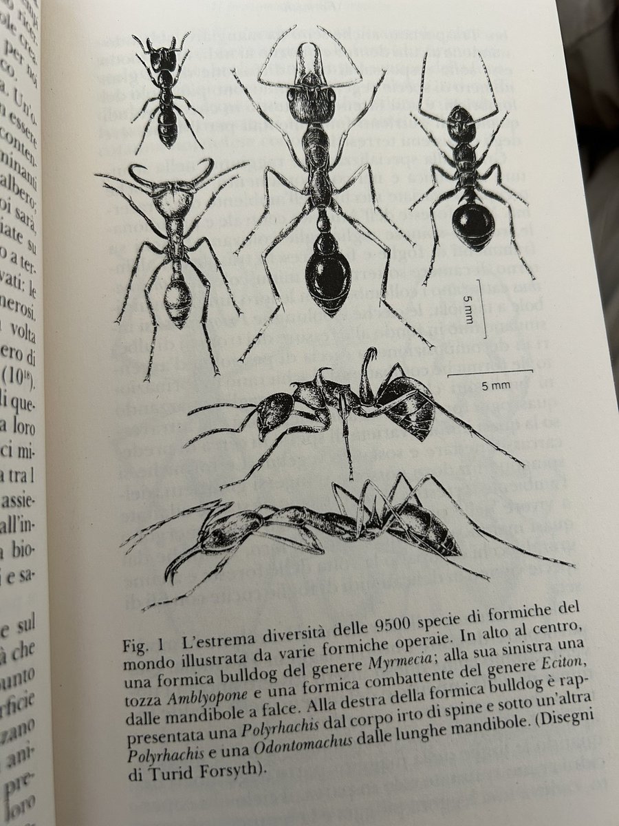 UggeriRoberto's tweet image. “Una formica operaia pesa in media tra 1 e 5 mg, a seconda della specie; messe assieme, tutte le formiche del mondo peserebbero all&apos;incirca quanto tutti gli esseri umani.”
Hölldobler &amp;amp; Wilson - Formiche
@adelphiedizioni