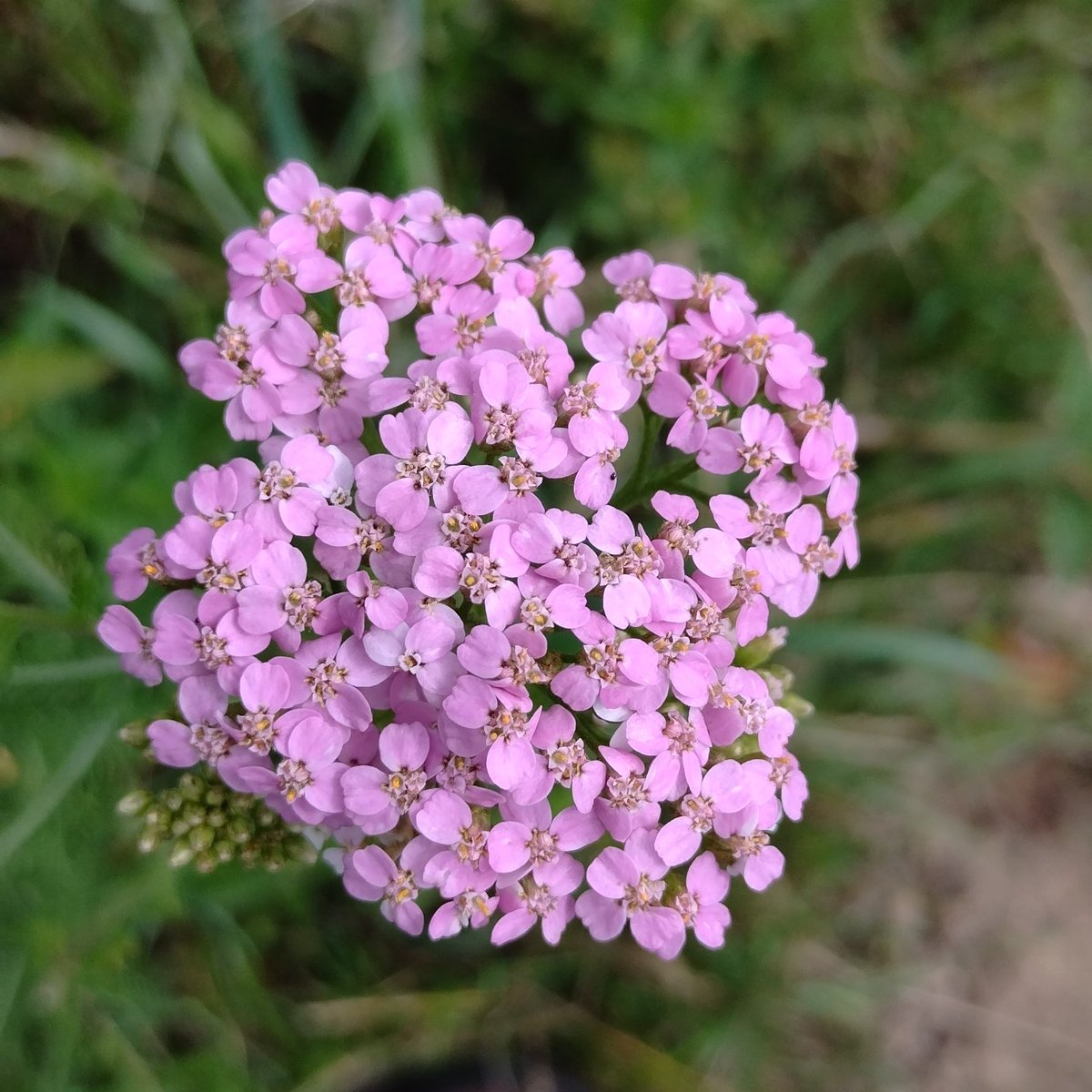 SDetectorist's tweet image. A pink and purply kind of bike ride 😍