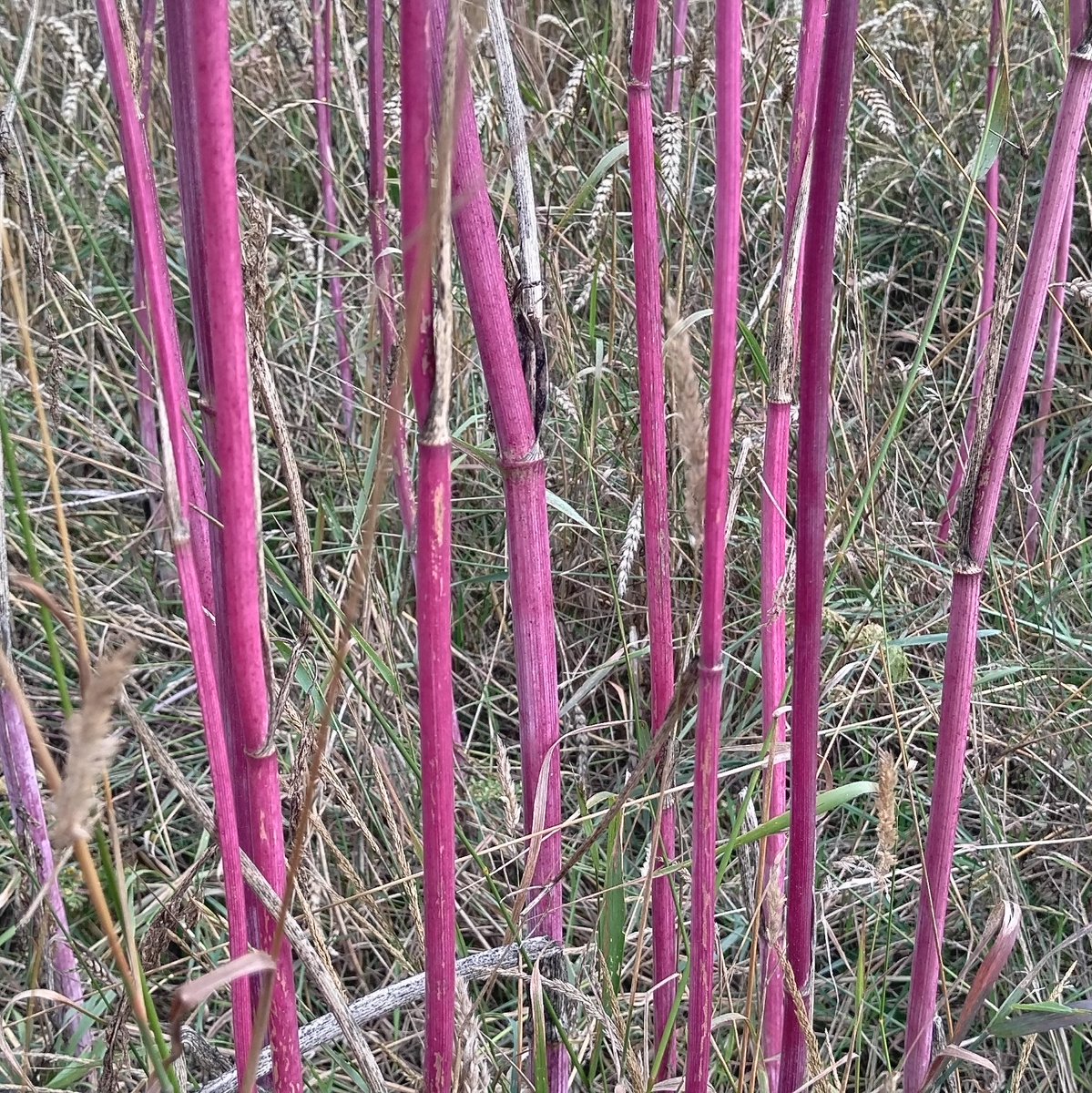 SDetectorist's tweet image. A pink and purply kind of bike ride 😍