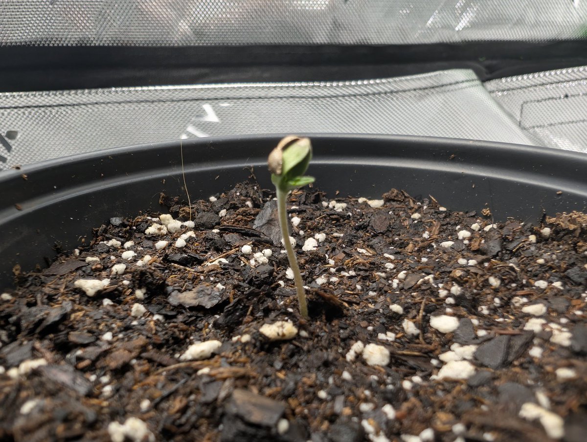 GrandaddyJeff's tweet image. Purple Sunset RBX2 still rocking a helmet. No second little friend this morning. Trying to be patient and not go ahead and pop more seeds.