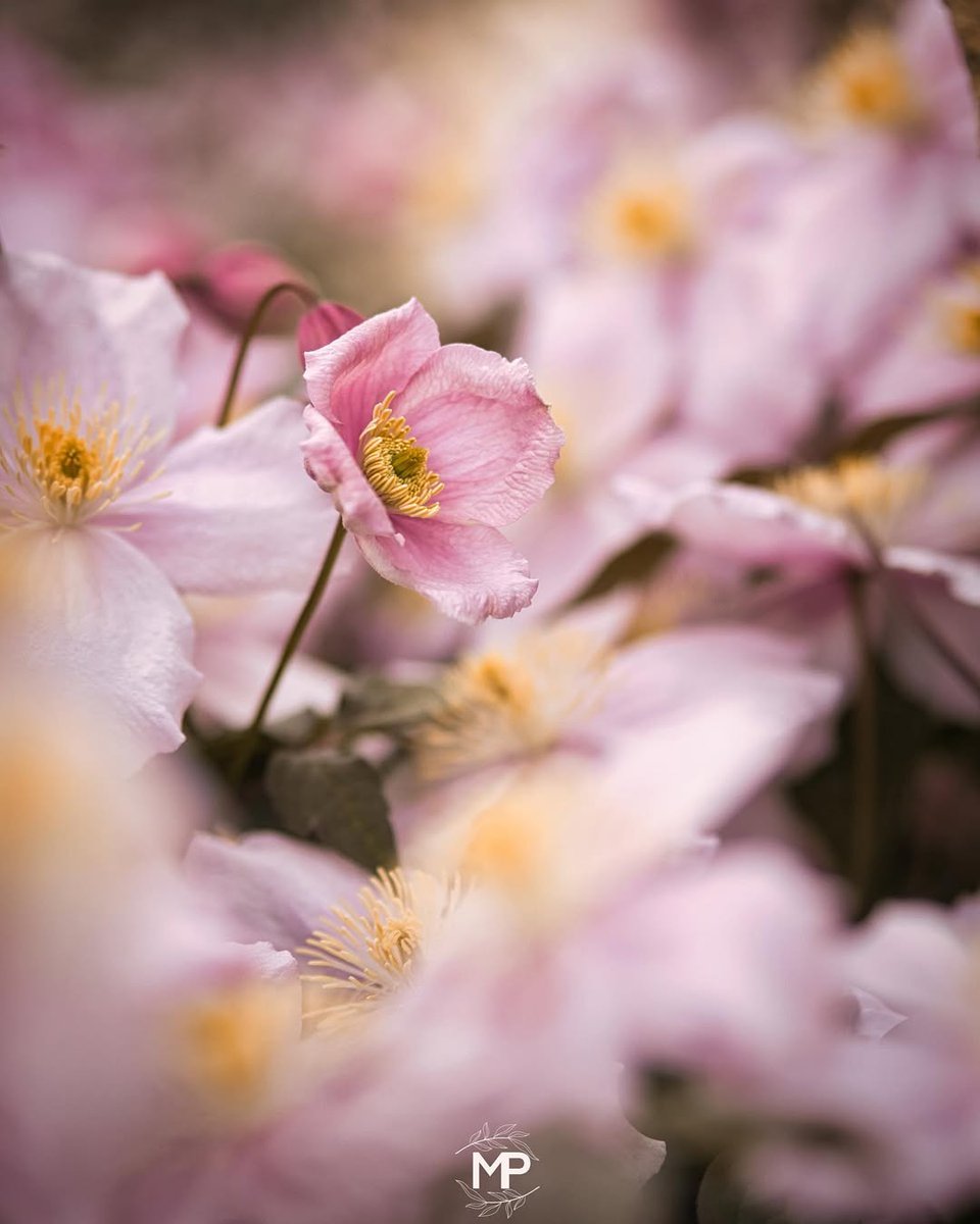 “The privilege of a lifetime is to become 
who you truly are.”

~ Carl Gustav Jung, born July 26, 1875

Bring out your uniqueness and lean into it.

🤍

Markus Photographie