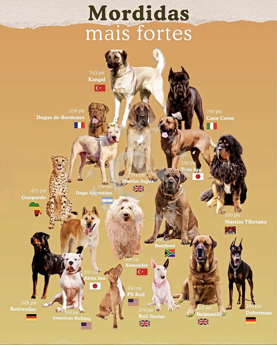 ⚫️ Dünya’nın en güçlü ısırığına sahip köpekleri araştırıldı;

Türkiye’den Sivas Kangalı zirvede yer aldı.