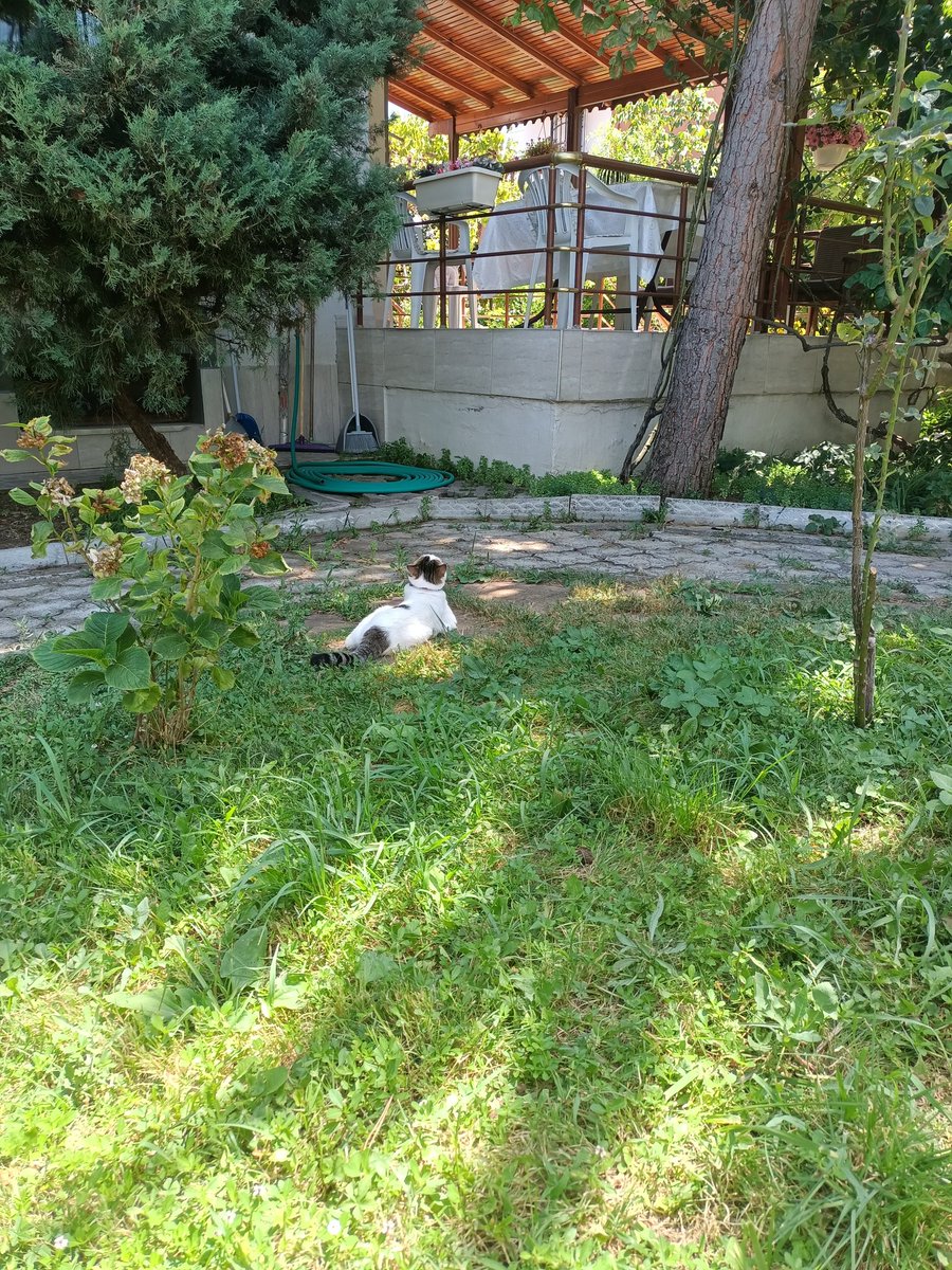 Doğal ortamında Pamuk Hanım 😊