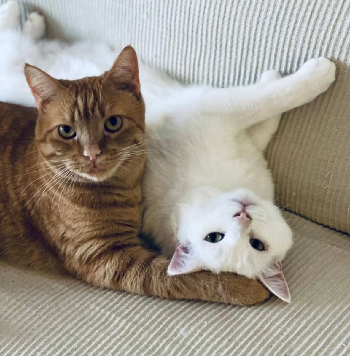 🆘 GATETS PRECIOSOS EN ADOPCIÓ 
👉 Cas extern
El Mishu (blanc) i el Miu, de 4 i 3 anys, busquen família
Són dos gatets que han estat sempre junts i s'estimen moltíssim. Són amorosos i molt bonics
Si esteu disposats a ampliar família amb dues ànimes tendres contacteu amb 627562244