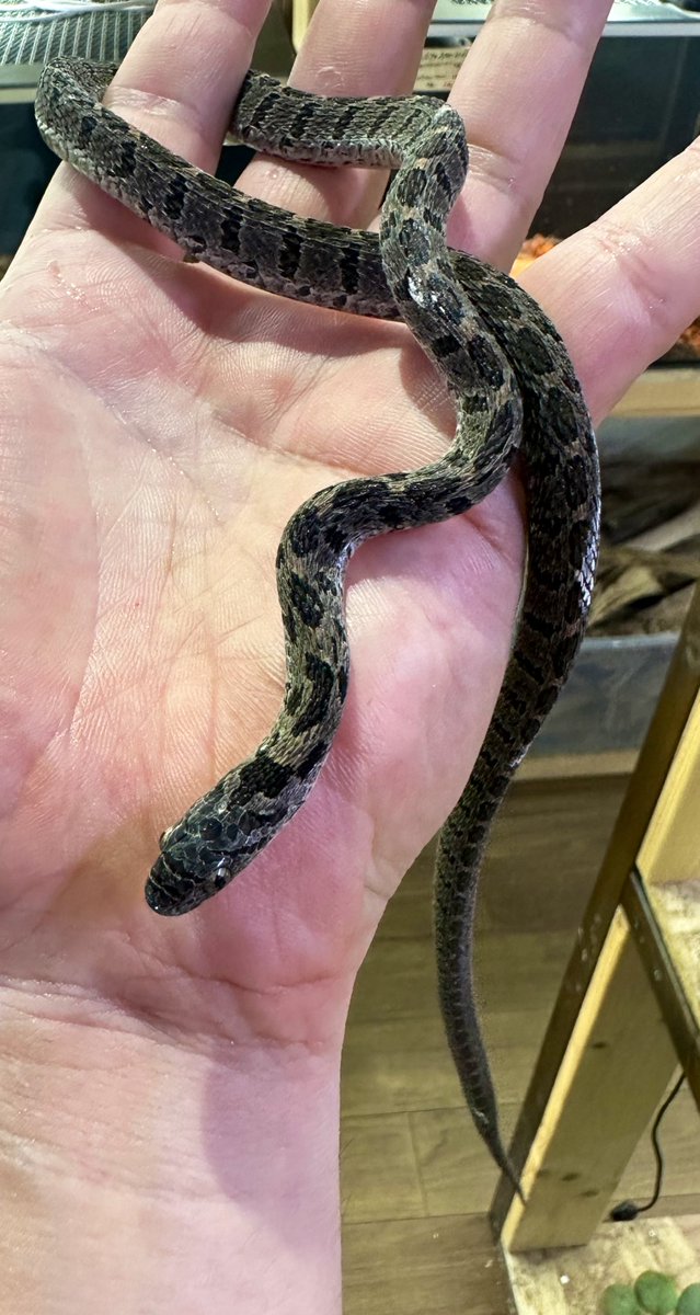 コモンタマゴヘビ（ペア） 入荷しました🐍 中々入荷の少ないギョロ目顔