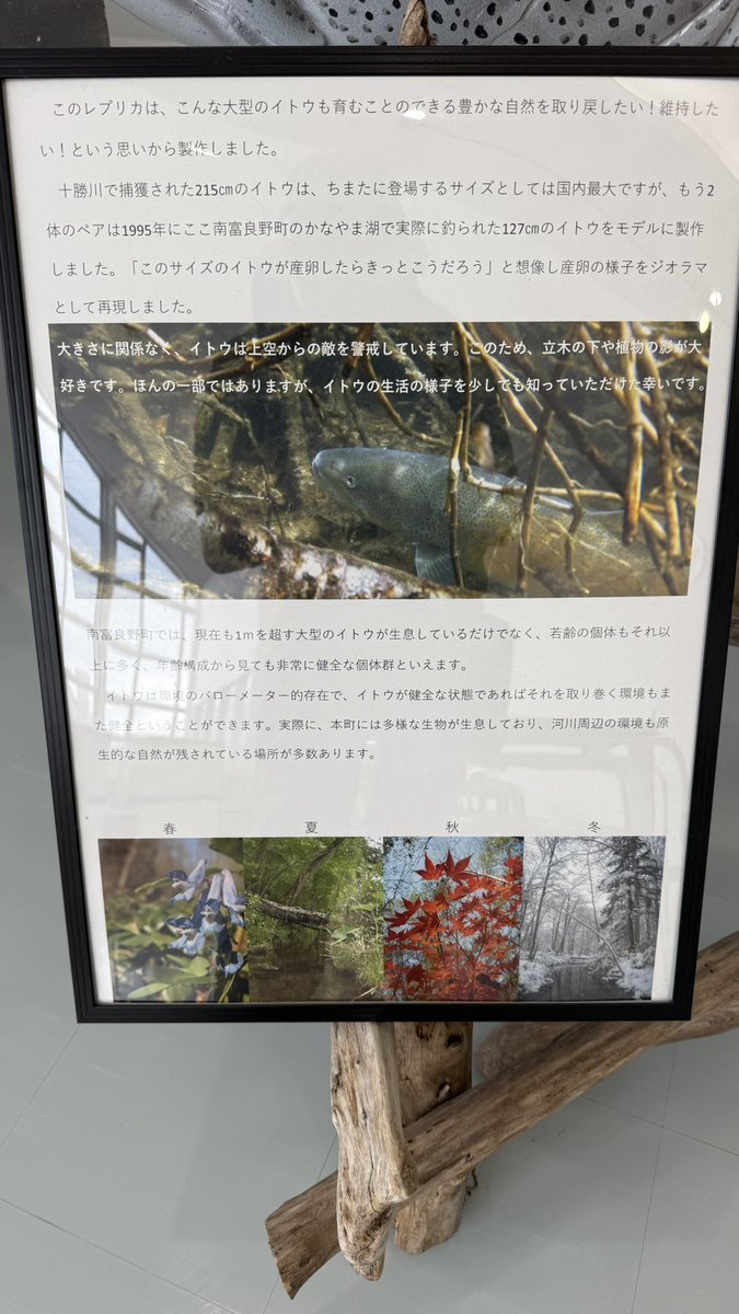 USMC_001's tweet image. 今日雨でヘリの仕事無くなったから当初不参加予定だった初盆&納骨に行って来れました。
そして道の駅2階に展示されてたイトウがデカ過ぎてビビった。