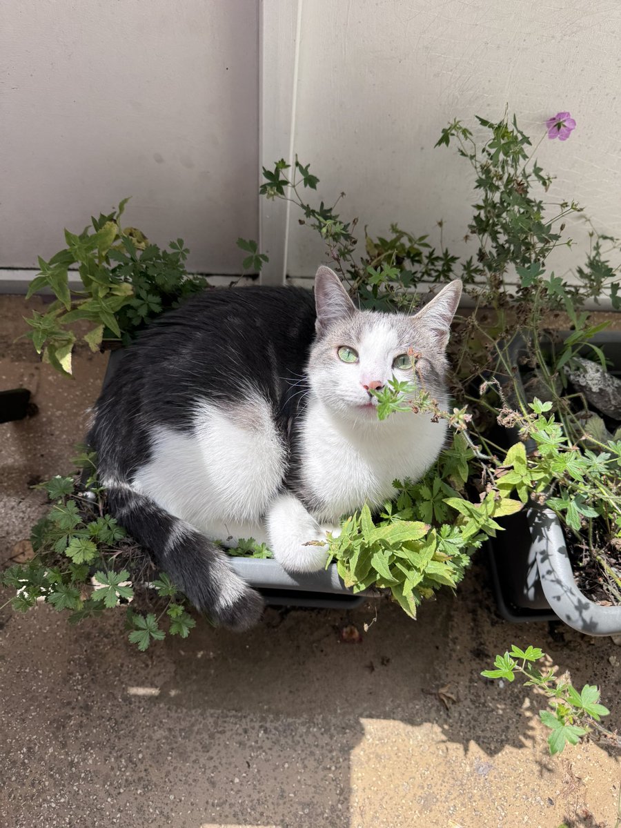 Çiçeaamm nasıl🥰🥃👨‍✈️👩‍🚀🚀