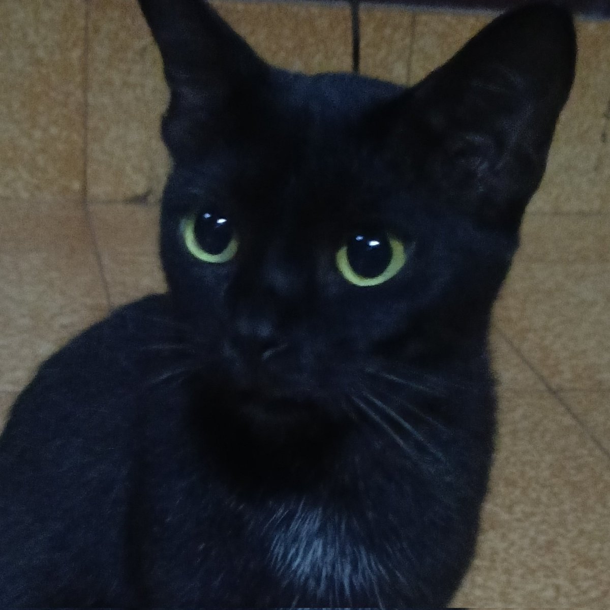 feithefish's tweet image. Lutunaaa😩😩😩