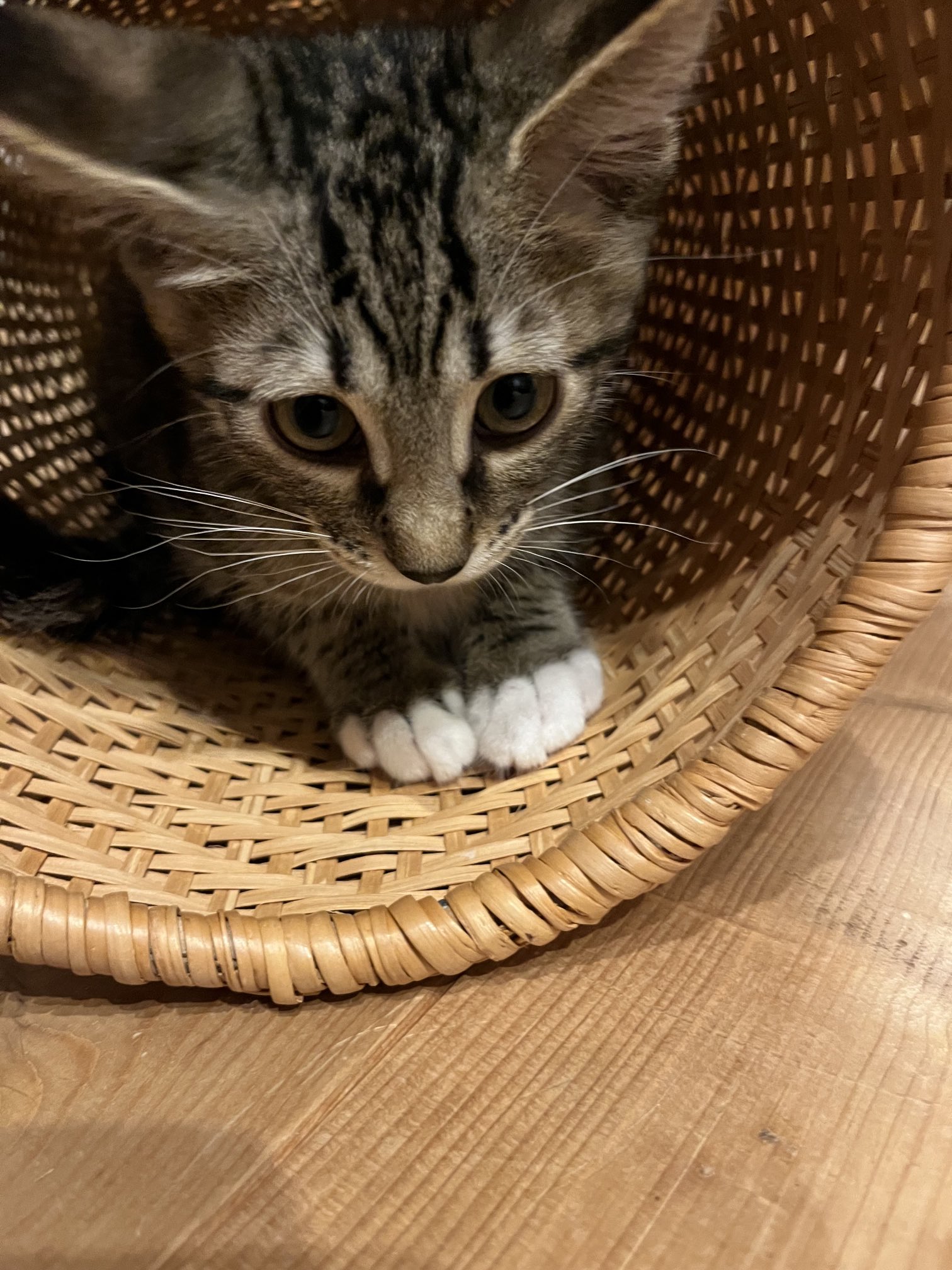 ポム様❣️専用ページ ポム様❣️専用ページ