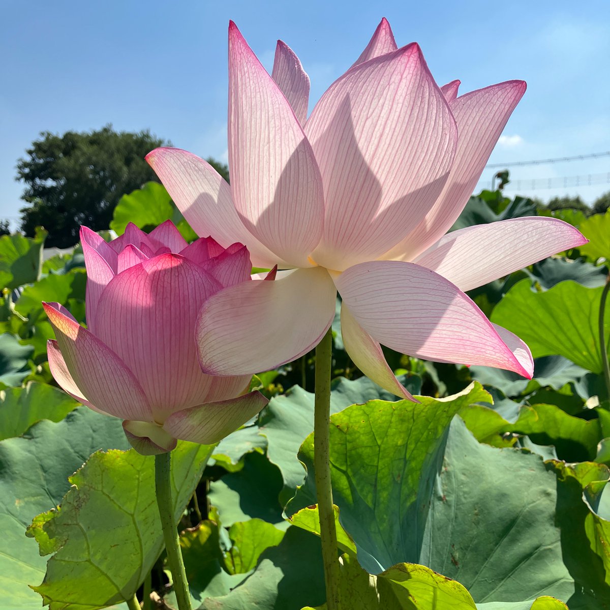 takeyoshiminoru's tweet image. 早起きして東大農場の観蓮会に行ってきました！
100種以上の蓮が無料で見られるというすばらしいイベント…！🪷
大学の研究用の農場ということですが、朝から駐輪場に自転車がいっぱいで、地域の人たちに愛されている催しなのだなぁという感じがステキでした☺️
