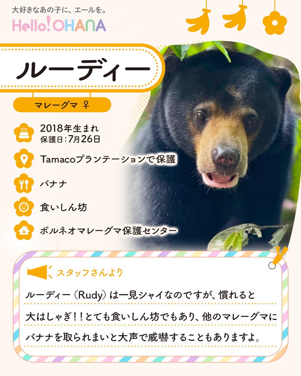 helloohana_'s tweet image. 7月26日は
ルーディーさんの「保護日」です🐻🍌🌼
一見シャイなのに慣れると大はしゃぎする
ギャップでおなじみルーディーさん㊙️💝
人間界にもいるいる〜とクスッとします🤭
大好きなバナナを
取られそうになると威嚇もしますよ📣❤️🔥
のびのび素を出せる環境にありがとう☘️
app.helloohana.co.jp/animals/rudy/