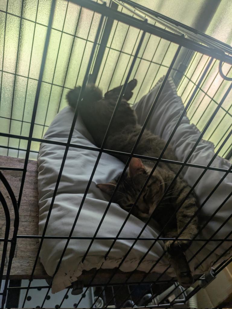 ginnabe_ch's tweet image. 夏の猫始めました（抜け毛増量

 #猫