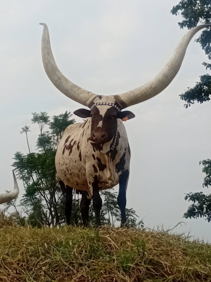 antoine_anfre's tweet image. Visite de l'élevage de vaches Inyambo de Rutinywa Rugeyo à Mulindi, auteur d'un ouvrage de référence sur ces "vaches royales" du #Rwanda