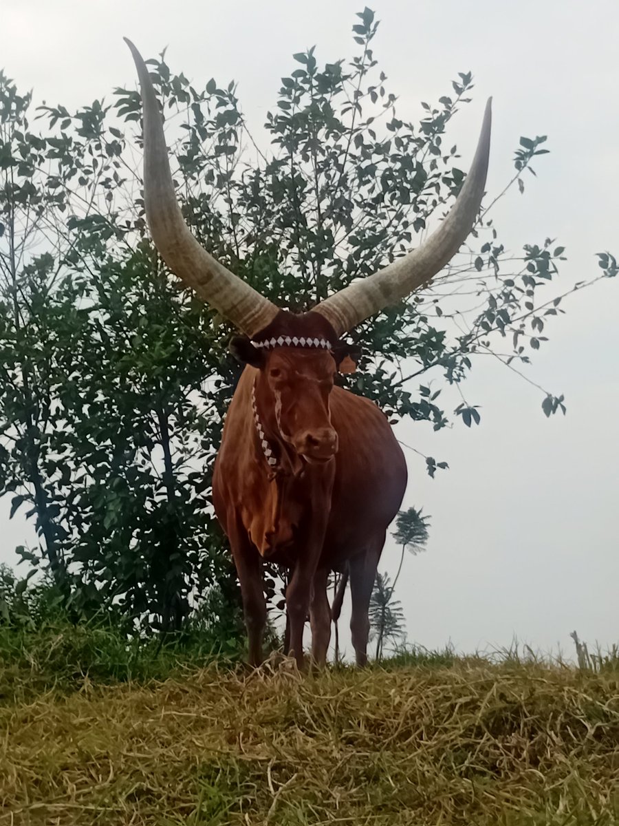 antoine_anfre's tweet image. Visite de l'élevage de vaches Inyambo de Rutinywa Rugeyo à Mulindi, auteur d'un ouvrage de référence sur ces "vaches royales" du #Rwanda