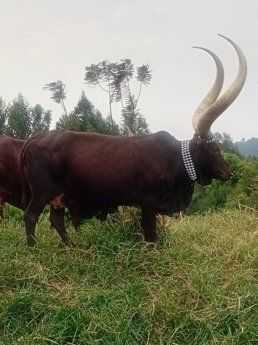 antoine_anfre's tweet image. Visite de l'élevage de vaches Inyambo de Rutinywa Rugeyo à Mulindi, auteur d'un ouvrage de référence sur ces "vaches royales" du #Rwanda