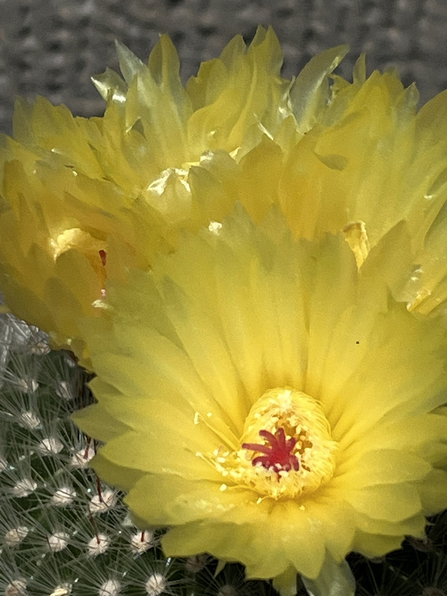 月が注ぐ花⊰❀様ご確認用 3/19 華宝・暁天 - 皐月の花・専科