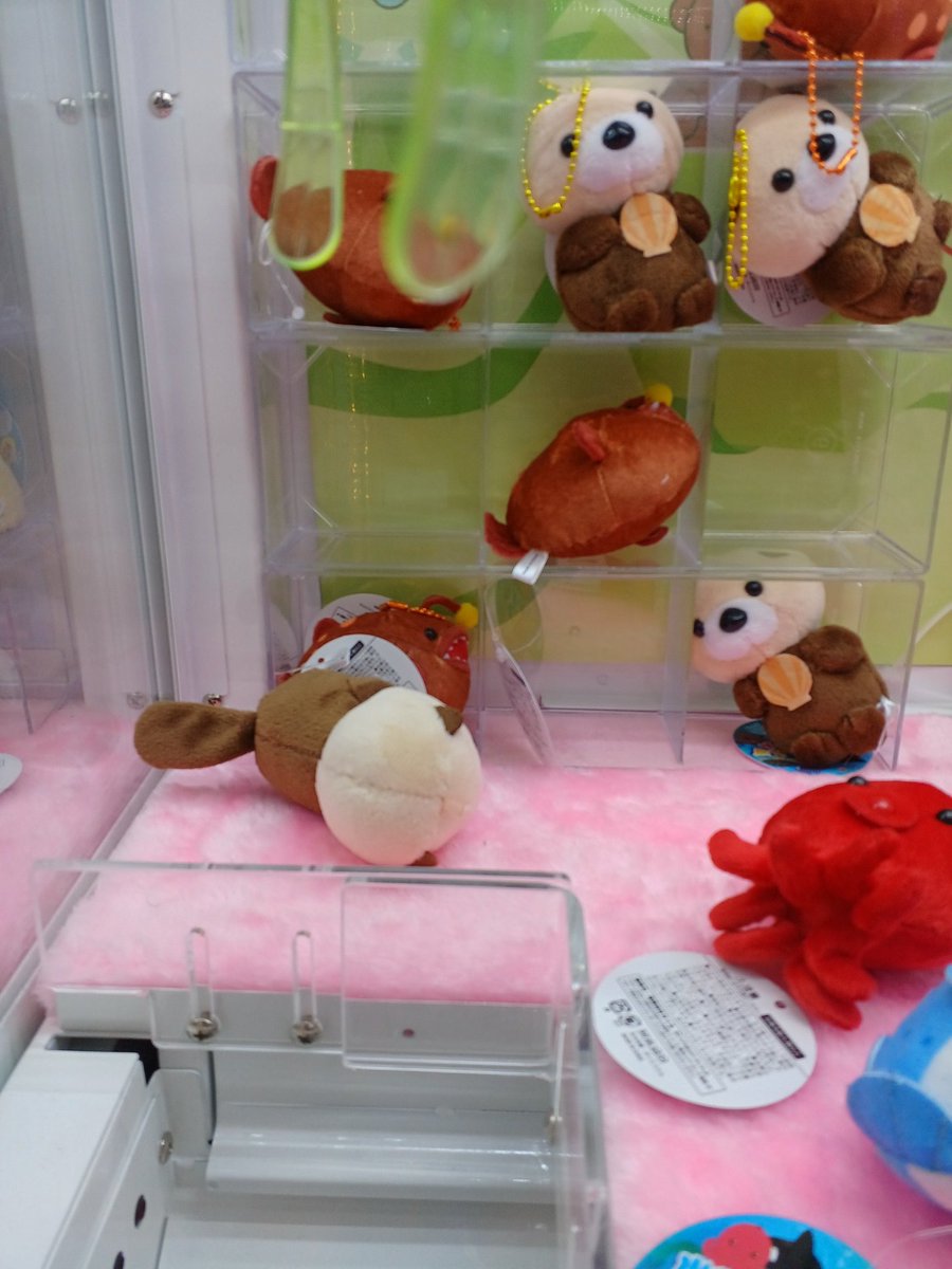 1831874tfh's tweet image. #ラッコのメイちゃん #鳥羽水族館

ラウワンで取ろうとしても、毎回
絶対取れないやつ。
分かってるのに、やってしまう。
ラッコが私の心を癒してくれてるのがよく分かる。
