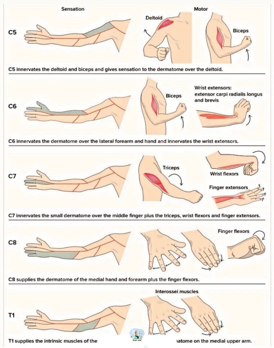 MoAImam's tweet image. Nerves