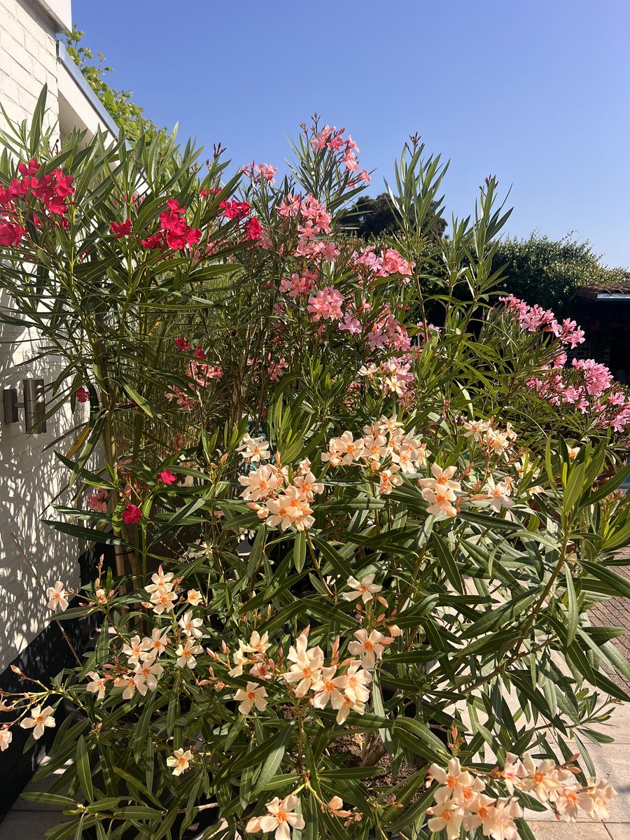 En dat gewoon in de achtertuin