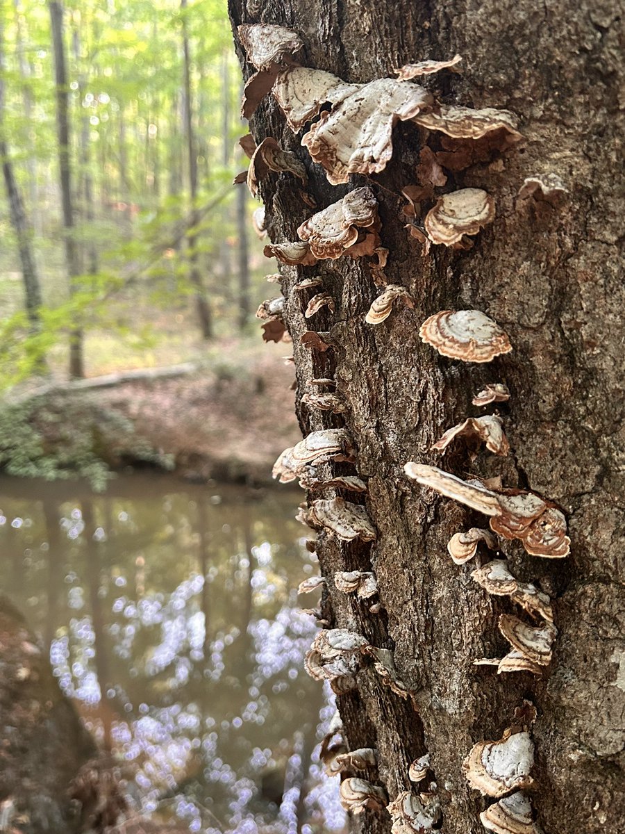 Stereum lobatum
#Fungi