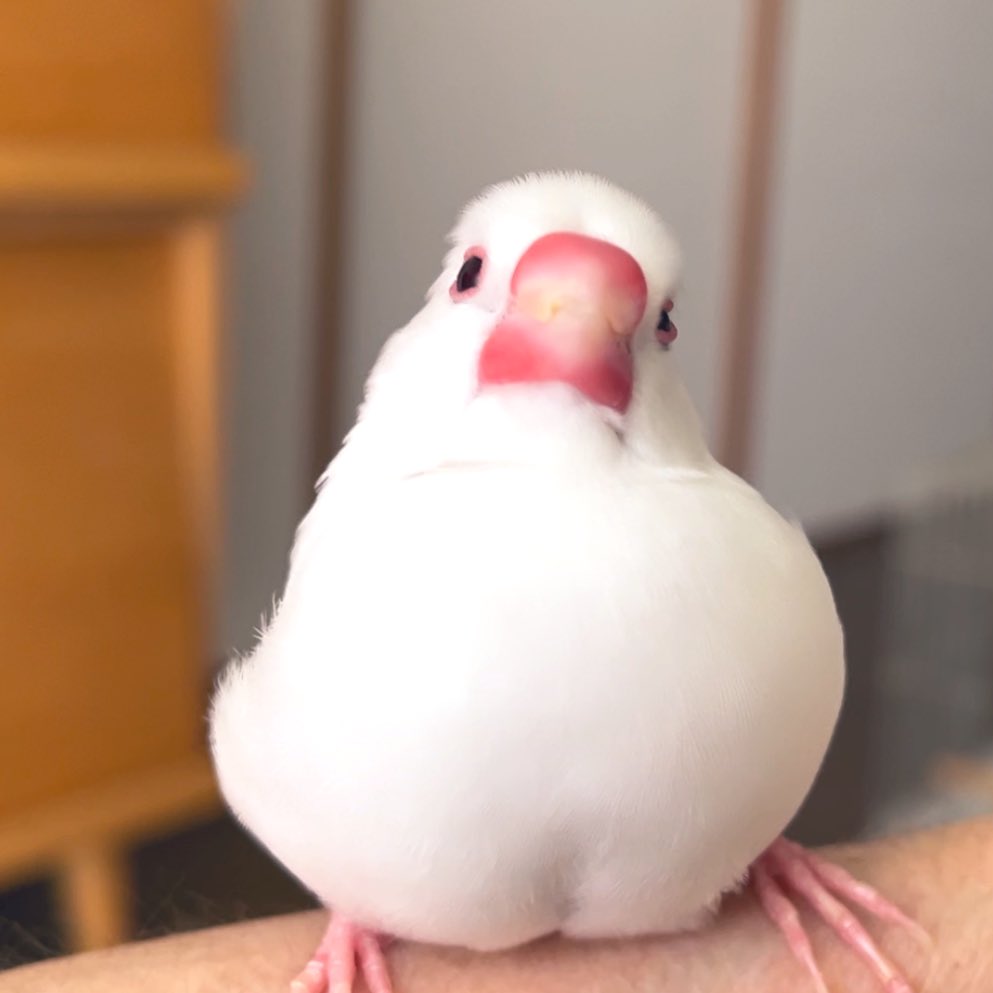 shiroro1126's tweet image. 遊び疲れまちた🥱